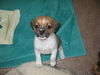 Zorra Puppy