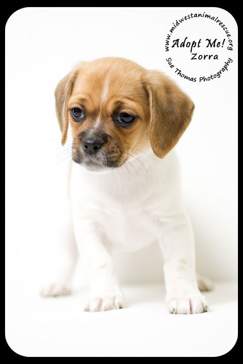 Zorra Puppy