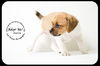 Zorra Puppy
