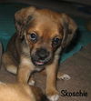 Skoschie Puppy
