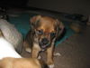 Skoschie Puppy