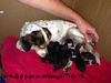 Skoschie Puppy