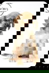 Skoschie Puppy