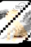 Skoschie Puppy