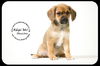 Skoschie Puppy