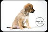 Skoschie Puppy