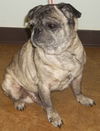 Elvis Pugsley