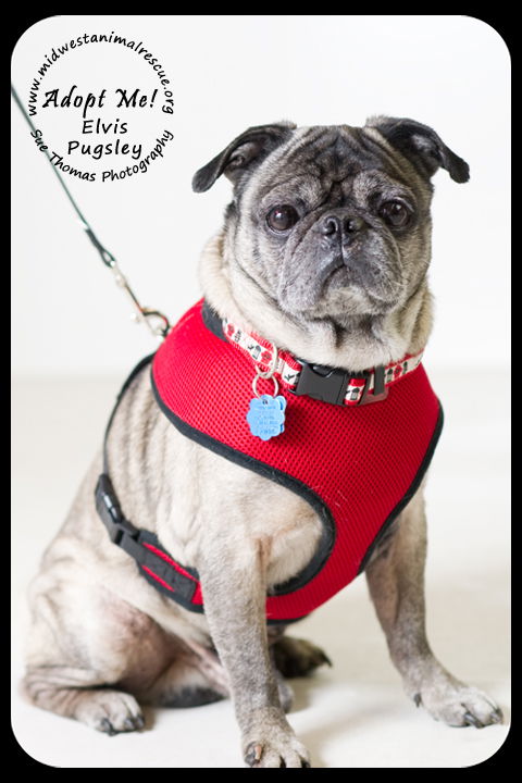 Elvis Pugsley