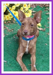 Tot *URGENT* Foster Needed!