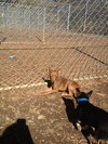 Tot *URGENT* Foster Needed!