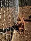 Tot *URGENT* Foster Needed!