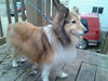Clarise