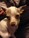Aspen *URGENT* Foster Needed!