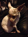 Aspen *URGENT* Foster Needed!