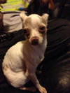 Aspen *URGENT* Foster Needed!