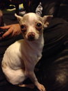 Aspen *URGENT* Foster Needed!