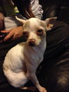 Aspen *URGENT* Foster Needed!