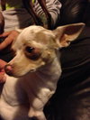 Aspen *URGENT* Foster Needed!