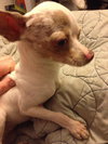 Aspen *URGENT* Foster Needed!