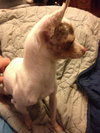 Aspen *URGENT* Foster Needed!