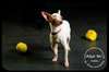 Aspen *URGENT* Foster Needed!