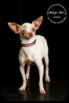 Aspen *URGENT* Foster Needed!