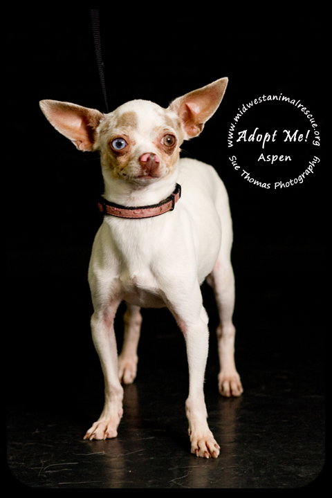 Aspen *URGENT* Foster Needed!