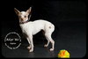 Aspen *URGENT* Foster Needed!