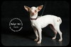 Aspen *URGENT* Foster Needed!