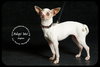 Aspen *URGENT* Foster Needed!