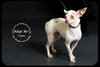 Aspen *URGENT* Foster Needed!