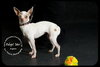 Aspen *URGENT* Foster Needed!