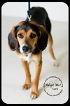 Turk