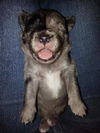 Opie
