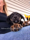 Butch-Puppy