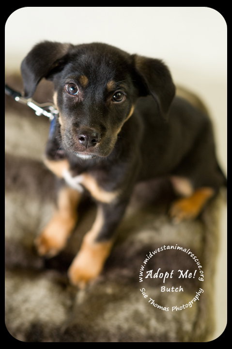 Butch-Puppy