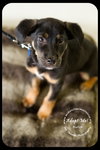 Butch-Puppy