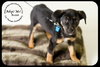 Butch-Puppy
