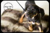Butch-Puppy