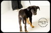 Butch-Puppy