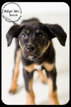 Butch-Puppy