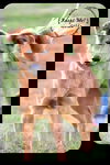 Golda