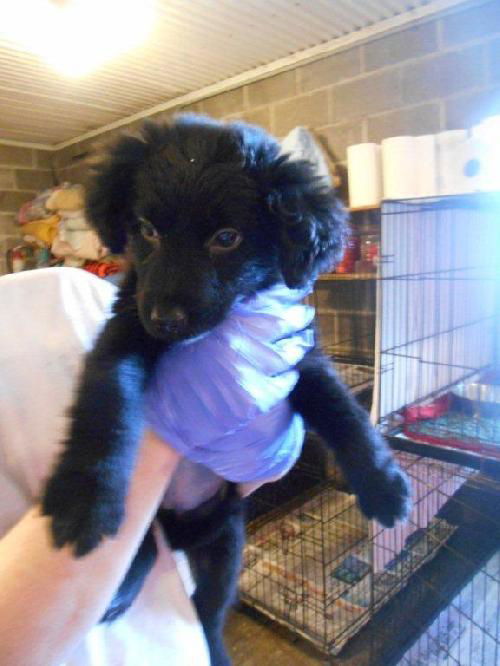 Mara Puppy