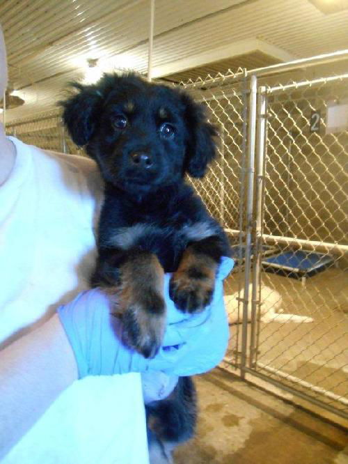 Ziva Puppy