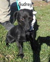 Audrey Puppy