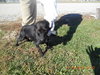 Audrey Puppy