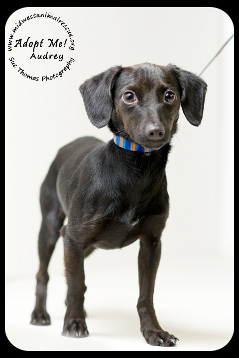 Audrey Puppy