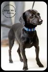 Audrey Puppy