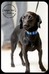 Audrey Puppy