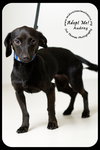 Audrey Puppy